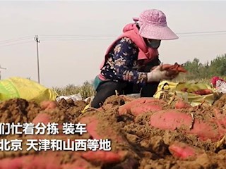 廊坊霸州：沙荒地變身“致富田”