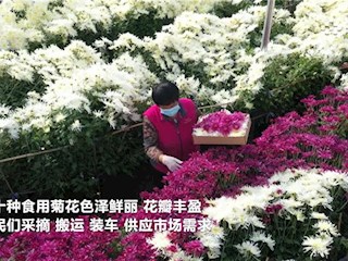 廊坊霸州：食用菊開出“致富花”