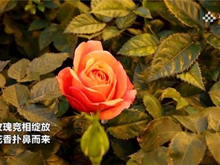 廊坊霸州：以花為媒促增收