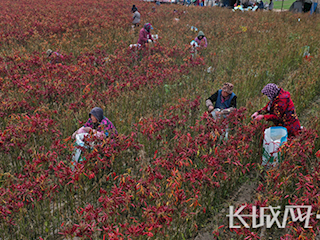 廊坊霸州：紅辣椒“點燃”紅日子（下）