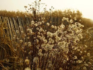 影像記錄丨河北廊坊霸州：朝花夕拾舊時光