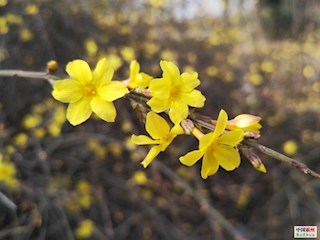 影像記錄丨河北廊坊霸州：農民公園春景