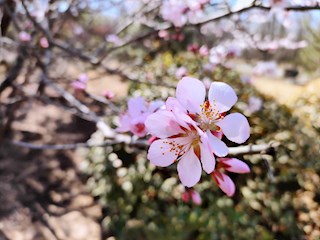 河北霸州：生態(tài)公園春天的“邂逅”