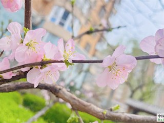 花開(kāi)廊坊丨河北廊坊霸州：桃花朵朵惹人愛(ài)