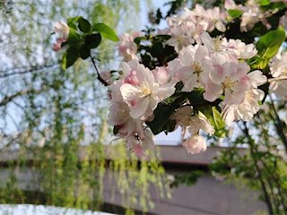 花開(kāi)河北丨河北霸州：觀瀾橋畔觀春景