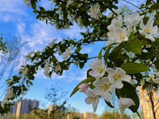 花開(kāi)河北丨河北霸州：小城花兒美