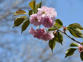 花開河北丨河北霸州：校園花開生機勃勃