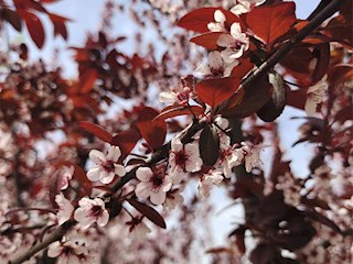 花開河北丨河北霸州：花兒朵朵