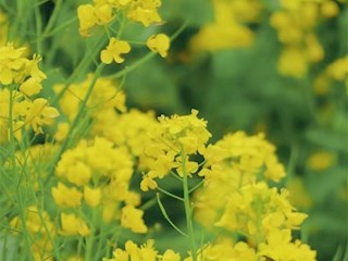 花開河北丨河北霸州：千畝油菜花競相綻放