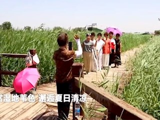 廊坊霸州：夏日濕地景美如畫