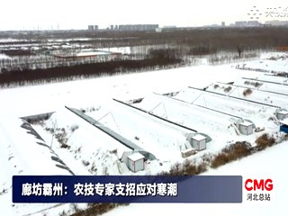 廊坊霸州：農技專家支招應對寒潮