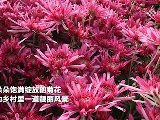 廊坊霸州：食用菊鋪開“增收路”