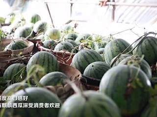 河北霸州：“訂單”西瓜為鄉村振興添活力