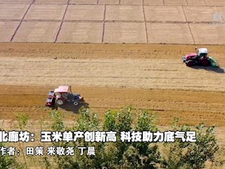 河北廊坊：玉米單產創新高 科技助力底氣足