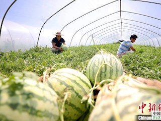 河北霸州千畝“北方麒麟”西瓜暢銷京津市場(chǎng)